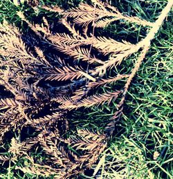 Full frame of leaves on field