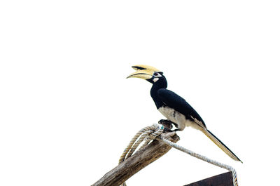 Low angle view of bird perching on wood against clear sky