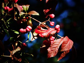 Close-up of red berries growing on plant