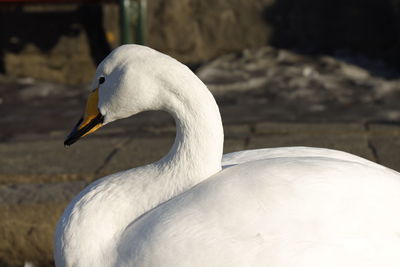 Close-up of a bird