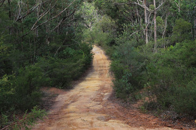 Dirt road amidst trees in forest