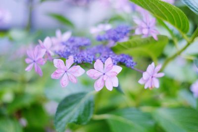 Close-up of pink flowering plant
