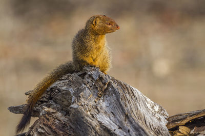 Close-up of mongoose sitting on tree trunk