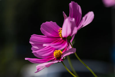 Close-up of pink cosmos flower