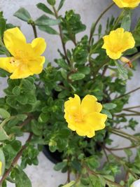 Close-up of yellow flowering plant