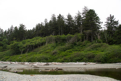 Scenic view of river amidst trees against sky