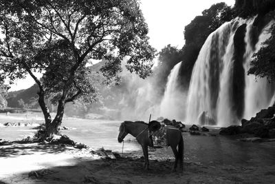 View of horses on a waterfall