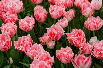 Close-up of red pink tulips