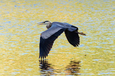 Gray heron flying above lake