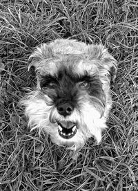 Portrait of dog standing on field