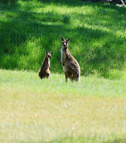 Sheep on grassy field