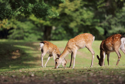 Deer grazing on field