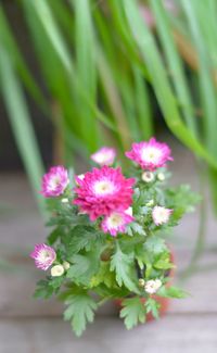 Close-up of pink flowers blooming outdoors