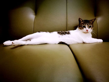 Portrait of cat relaxing on floor