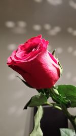 Close-up of wet red rose blooming outdoors