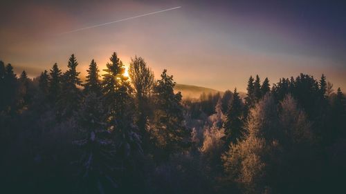 Silhouette trees in forest against sky at sunset