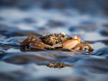 Close-up of crab