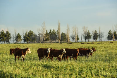 Horses grazing in a field