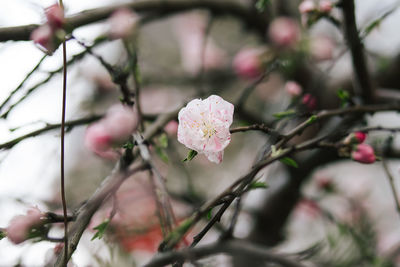 Close-up of pink flowers blooming on tree