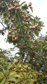 Low angle view of fruits growing on tree against sky