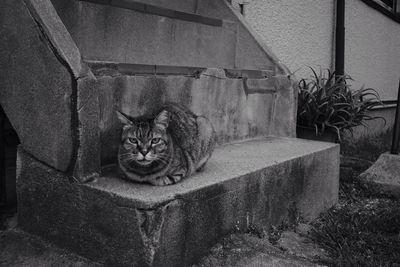 Portrait of cat relaxing by plants
