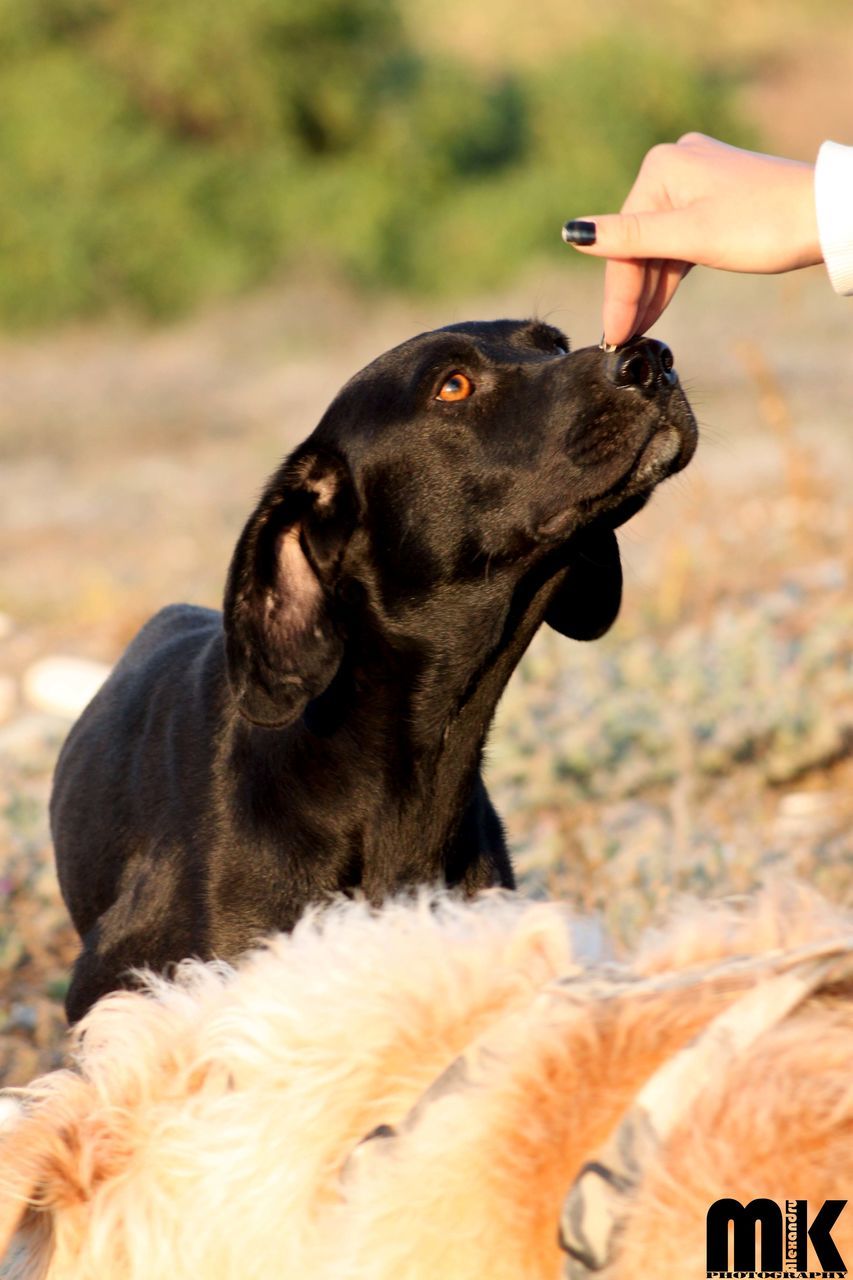CLOSE-UP OF HAND FEEDING DOG OUTDOORS