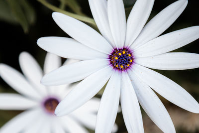 Close-up of white flower