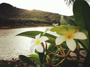 Close-up of frangipani on tree by lake against sky