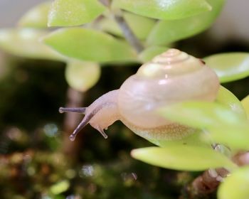 Close-up of snail on plant