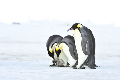 View of birds on snow covered land