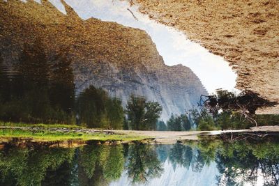 Reflection of trees in puddle