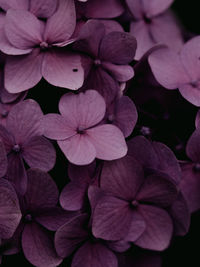 Close-up of purple hydrangea flowers