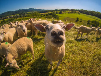 Sheep in a field