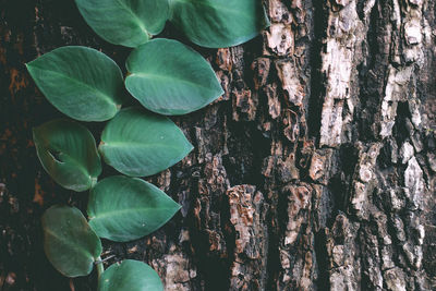 Full frame shot of tree trunk