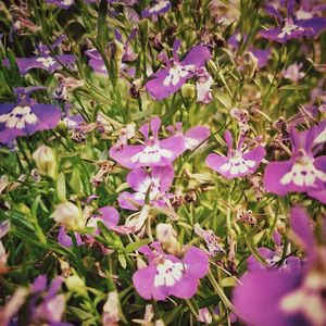 Close-up of purple flowers