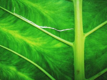 Close-up of green leaves