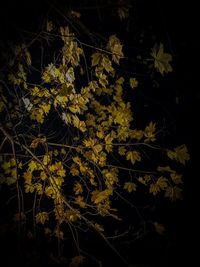 Close-up of autumnal leaves on tree at night