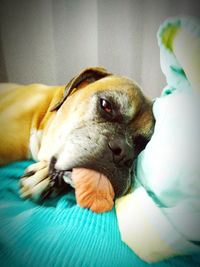 Dog lying on bed