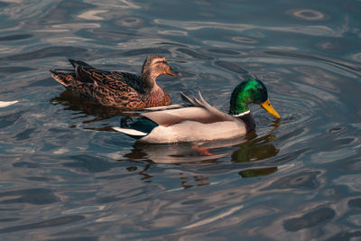 Duck swimming in lake