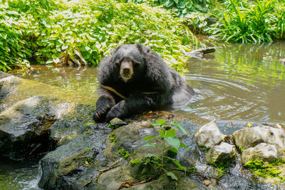 View of turtle in forest