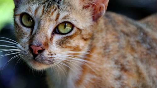 Close-up portrait of a cat