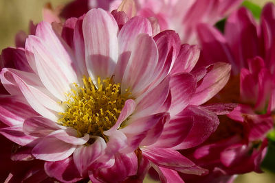 Close-up of pink flower