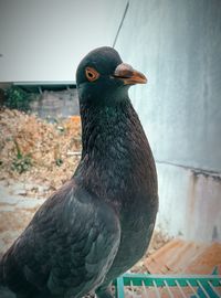 Close-up of pigeon perching