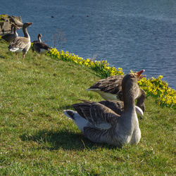 Ducks on field by lake