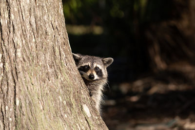 Young raccoon procyon lotor marinus forages for food in naples florida among the forest.