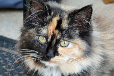 Close-up portrait of a cat