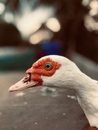 Close-up of a bird