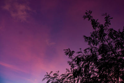 Low angle view of silhouette tree against sky at sunset