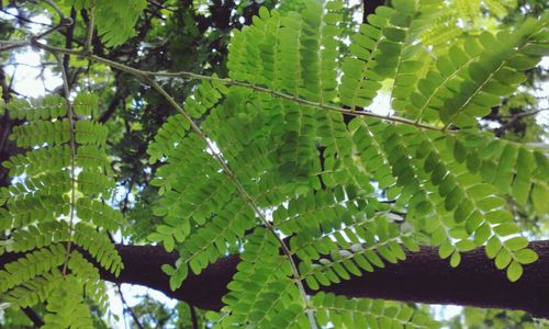 Close-up of leaves