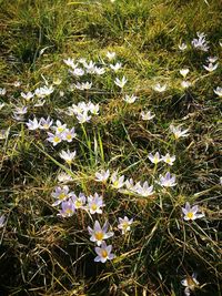 High angle view of flowers blooming on field